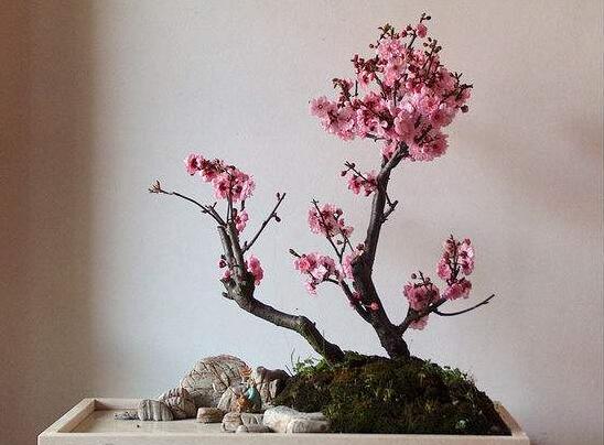梅花盆景的修剪造型，梅花修剪技术图解(五种办法)