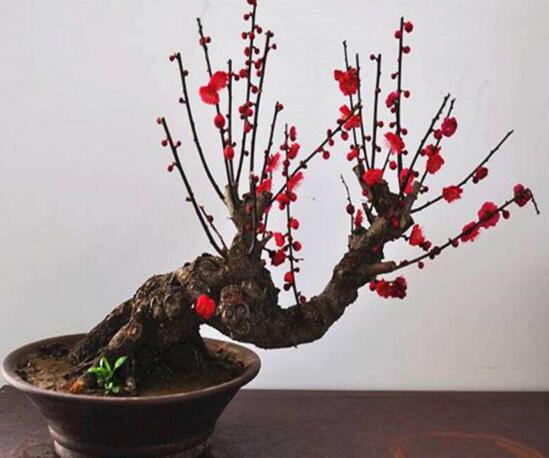 梅花盆景的修剪造型，梅花修剪技术图解(五种办法)