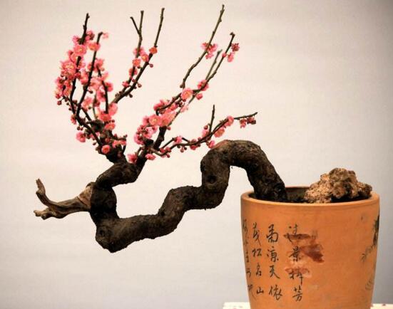 梅花盆景的修剪造型，梅花修剪技术图解(五种办法)
