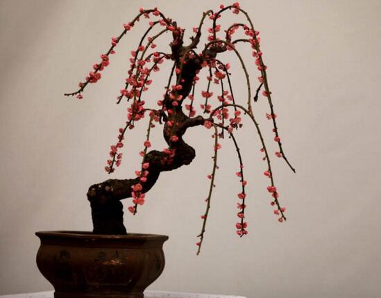 梅花盆景的修剪造型，梅花修剪技术图解(五种办法)