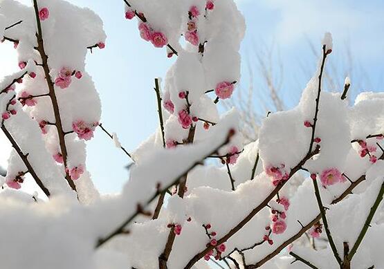 折下来的梅花枝如何养，这样处理让它开花不断