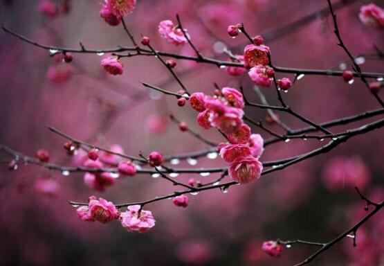 折下来的梅花枝如何养，这样处理让它开花不断