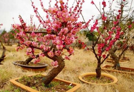 折下来的梅花枝如何养，这样处理让它开花不断