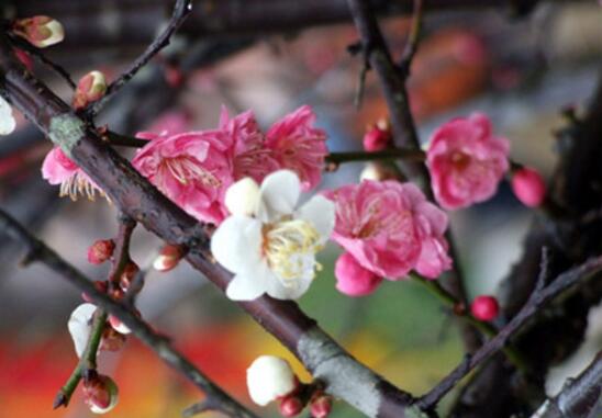 折下来的梅花枝如何养，这样处理让它开花不断