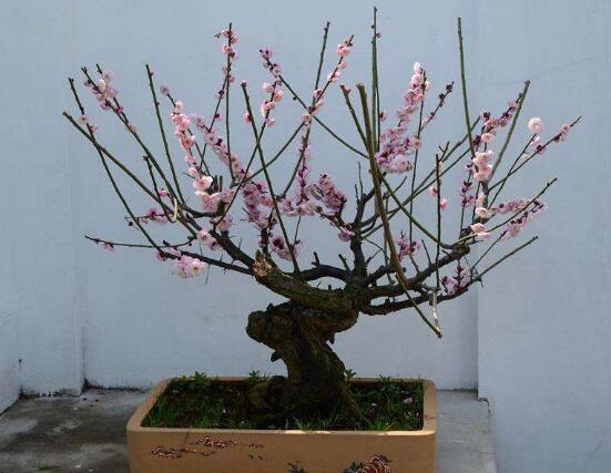 折下来的梅花枝如何养，这样处理让它开花不断