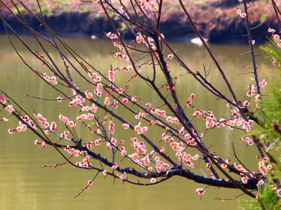 折下来的梅花枝如何养，这样处理让它开花不断