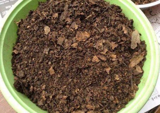 梅花枝如何扦插，手把手教你扦插一盆美丽的梅花