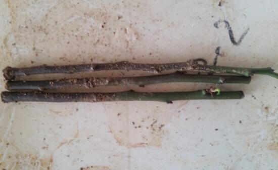 梅花枝如何扦插，手把手教你扦插一盆美丽的梅花