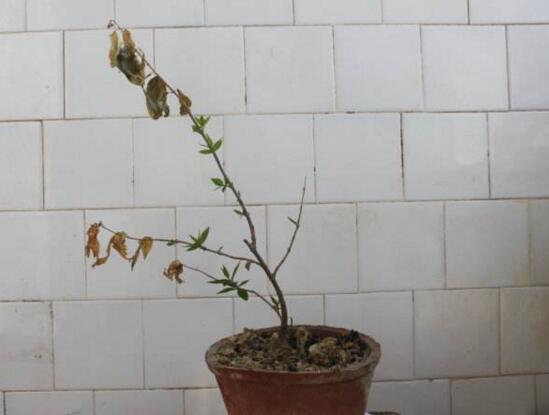 梅花枝如何扦插，手把手教你扦插一盆美丽的梅花