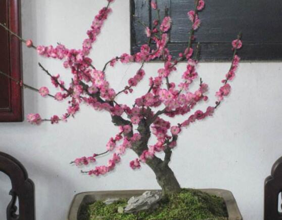 家里为何不能放梅花，会倒霉遭到厄运(梅与霉同音)