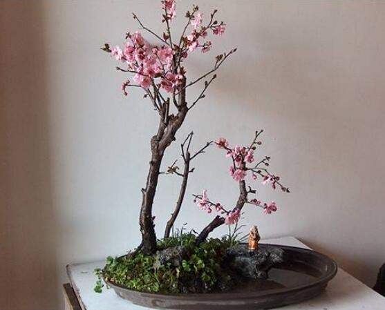 家里为何不能放梅花，会倒霉遭到厄运(梅与霉同音)