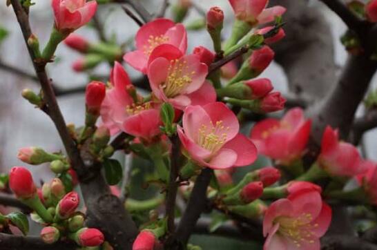 家里为何不能放梅花，会倒霉遭到厄运(梅与霉同音)