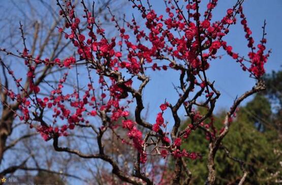 家里为何不能放梅花，会倒霉遭到厄运(梅与霉同音)