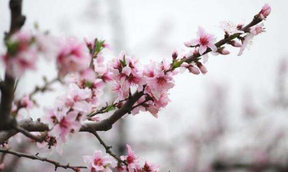 家里为何不能放梅花，会倒霉遭到厄运(梅与霉同音)