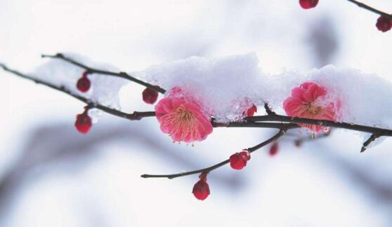 家里为何不能放梅花，会倒霉遭到厄运(梅与霉同音)