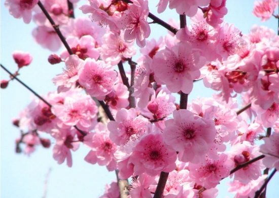 桃花和梅花的区别：桃花颜色一般为粉红色或淡粉色，梅花的颜色种类多也比较深