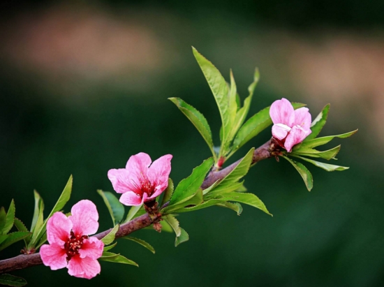 桃花和梅花的区别：桃花颜色一般为粉红色或淡粉色，梅花的颜色种类多也比较深