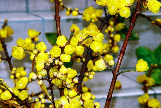 桃花和梅花的区别：桃花颜色一般为粉红色或淡粉色，梅花的颜色种类多也比较深