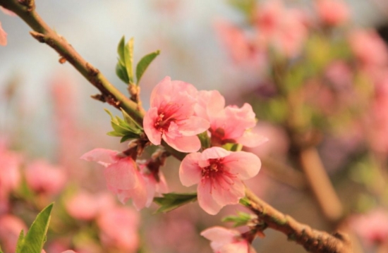 桃花和梅花的区别：桃花颜色一般为粉红色或淡粉色，梅花的颜色种类多也比较深