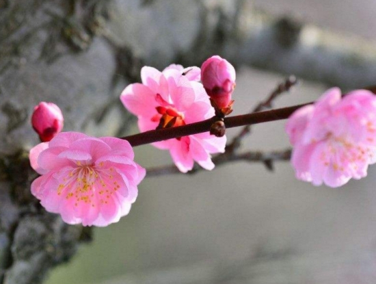 桃花和梅花的区别：桃花颜色一般为粉红色或淡粉色，梅花的颜色种类多也比较深