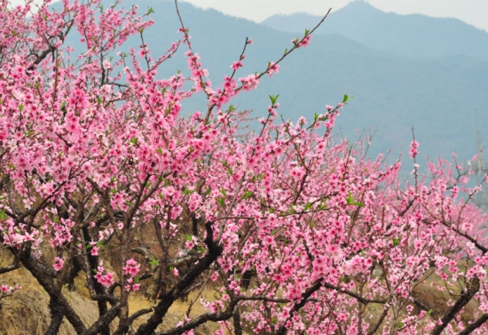 桃花和梅花的区别：桃花颜色一般为粉红色或淡粉色，梅花的颜色种类多也比较深