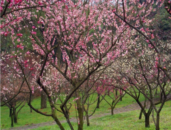桃花和梅花的区别：桃花颜色一般为粉红色或淡粉色，梅花的颜色种类多也比较深