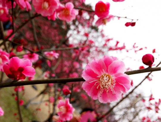 桃花和梅花的区别：桃花颜色一般为粉红色或淡粉色，梅花的颜色种类多也比较深