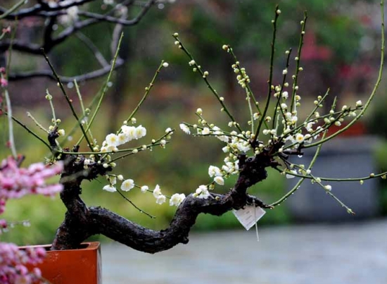 盆栽梅花的养殖办法：重要的是养护的环境