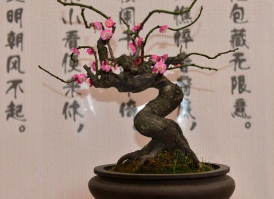 盆栽梅花的养殖办法：重要的是养护的环境