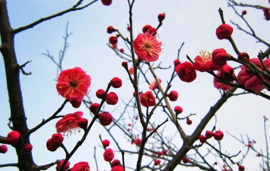 梅花的养殖办法和留意事项：喜阳光充足,通风的环境