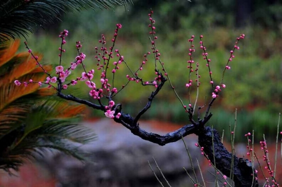 梅花的养殖办法和留意事项：喜阳光充足,通风的环境