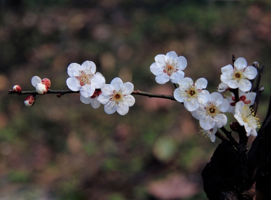 梅花图片附介绍：相册的图片免费下载
