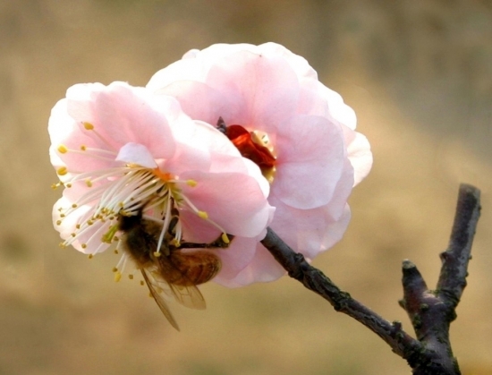 梅花图片附介绍：相册的图片免费下载