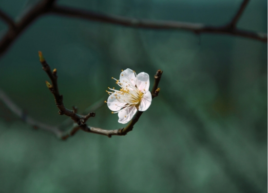 梅花图片附介绍：相册的图片免费下载