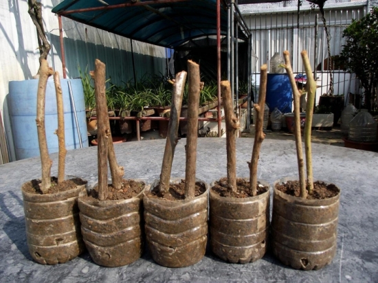 梅花应如何实行繁殖