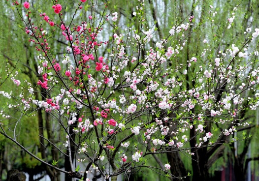 如何使一株梅桩开出两种不同