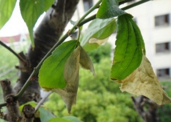 梅桩夏季出现落叶是如何一回事