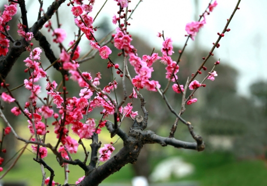 如何使盆栽梅花形美花繁