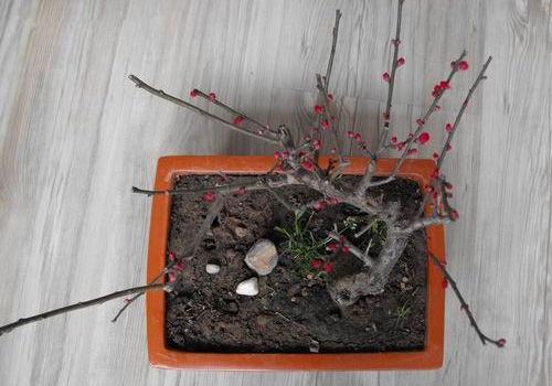 如何实行梅花的整形修剪