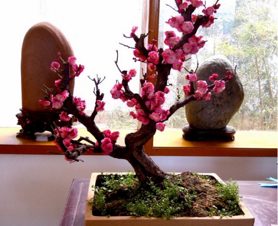 如何让盆梅在春节开花