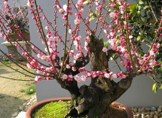 如何让梅花在节日期间开放