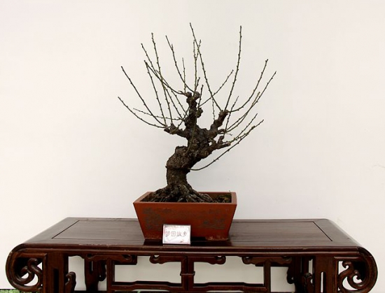 盆栽梅花不开花如何办