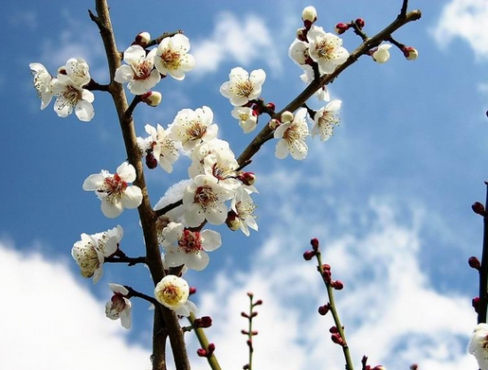 梅花可分哪些种类，有何特性