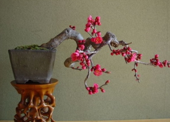 盆栽梅花如何实行浇水施肥：好肥,怕涝