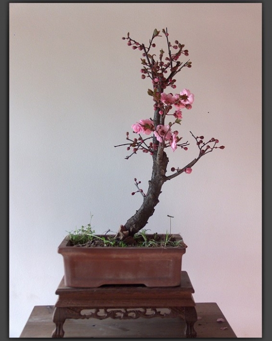 如何使盆栽梅花开花美