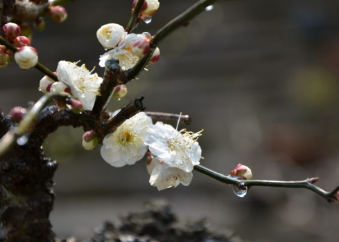 梅花作文：700字,600字,500字,400字,300字,200字