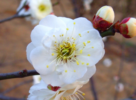 梅花作文：700字,600字,500字,400字,300字,200字