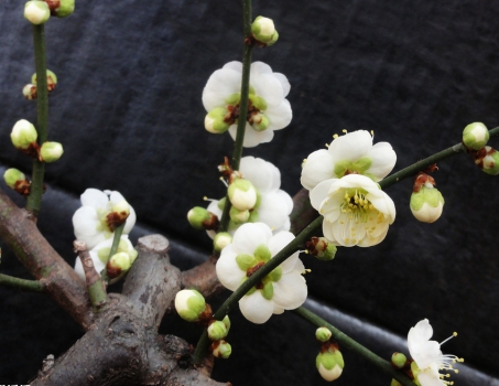 梅花作文：700字,600字,500字,400字,300字,200字