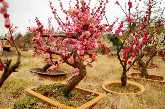 梅花养殖办法和留意事项：花芽形成阶段更需阳光