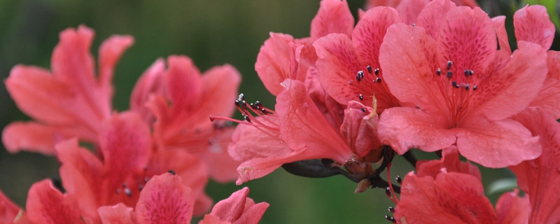 杜鹃花冬季可以放在外面吗